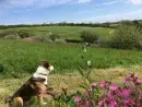 Honeysuckle, dog friendly couples' cottage in South Devon - thumbnail photo 13